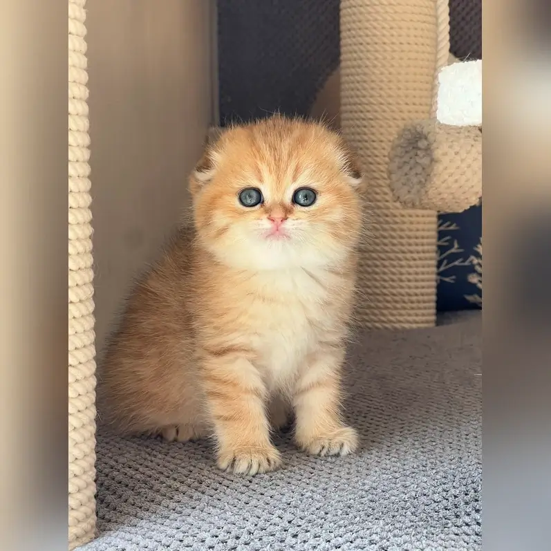 Scottish Fold Near Me