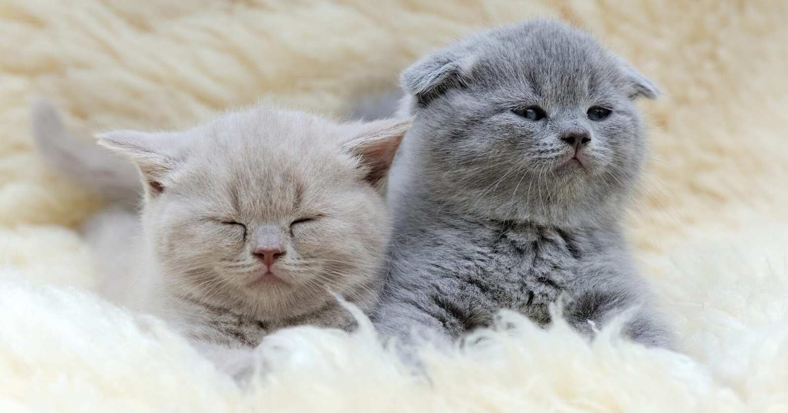 Caring for a Munchkin Cat