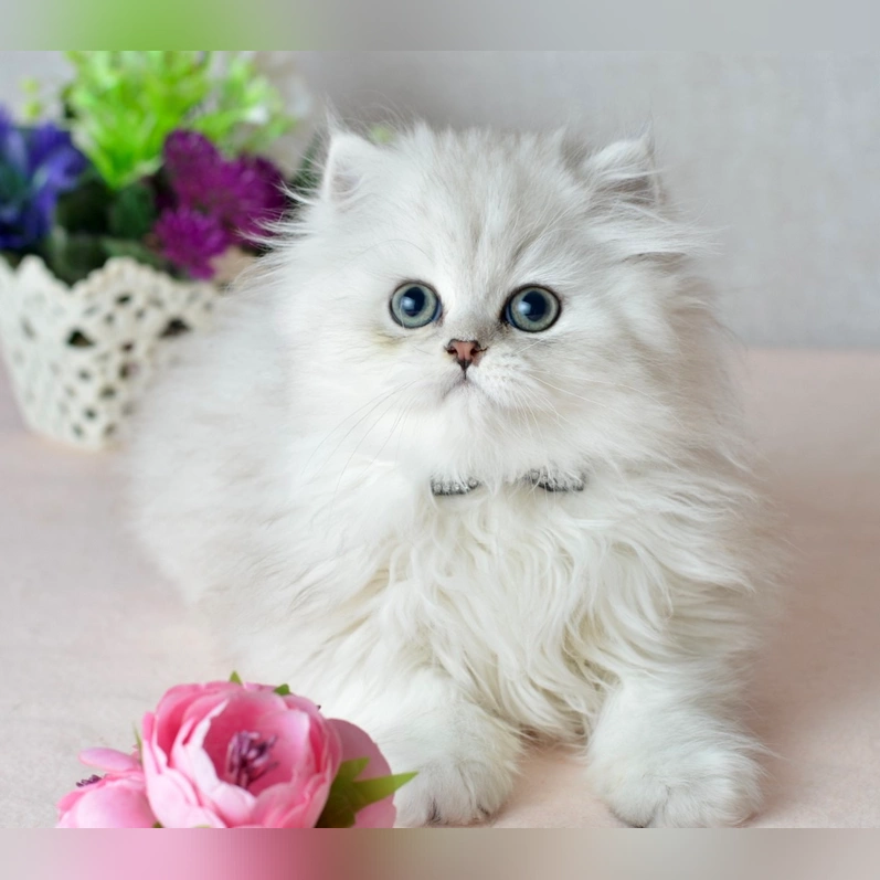 Scottish Fold kittens for sale Ohio