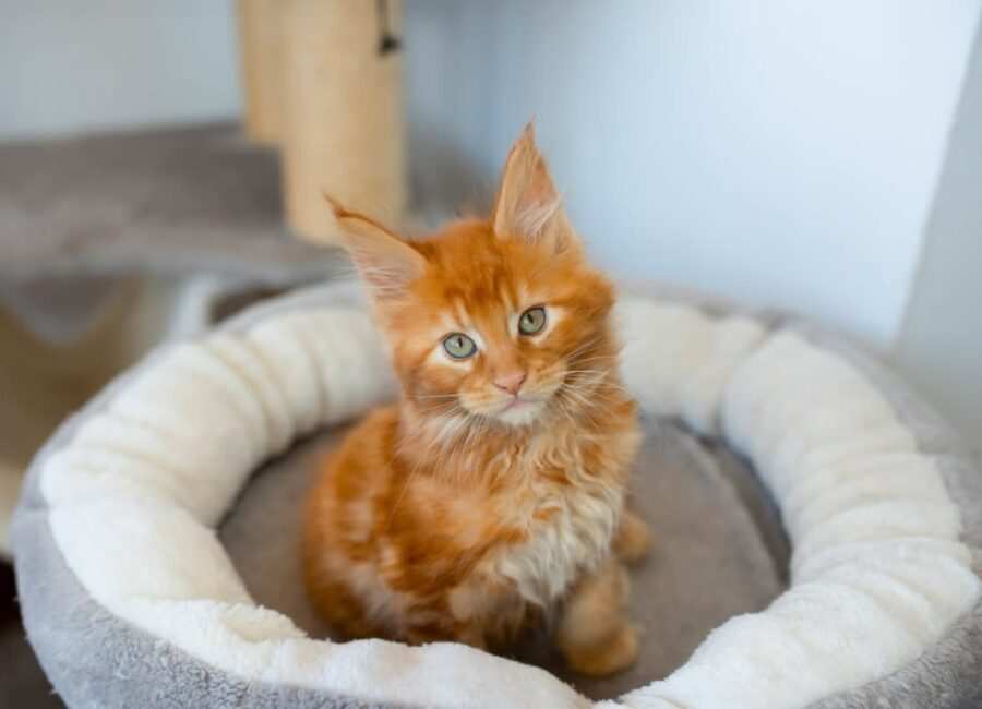 Orange Maine Coon