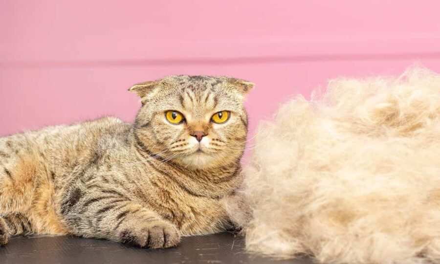 Do Munchkin Cats Shed? Vet-Reviewed Facts & Care